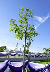 Memorial planted Thailand tree "Rajapruek (English name Golden Shower)"