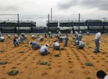 Urban Infrastructure and Environmental Products Company, Shiga-Ritto Plant Site greening (planting)